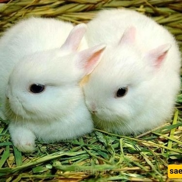 Dwarf Hotot Rabbit: Small and Cute Pet Animal