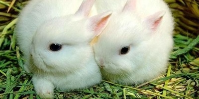 Dwarf Hotot Rabbit: Small and Cute Pet Animal