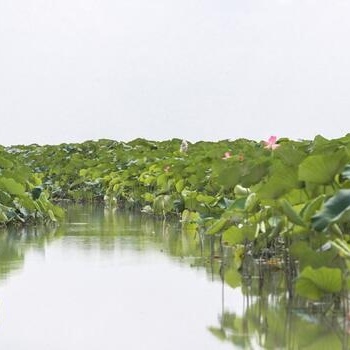 Photo: Drought Threatens Anzali Lagoon