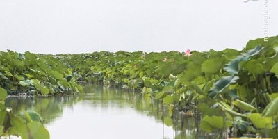 Photo: Drought Threatens Anzali Lagoon