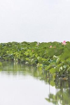 Photo: Drought Threatens Anzali Lagoon