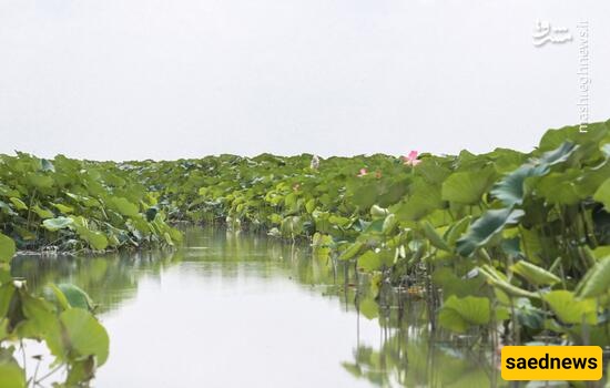 Photo: Drought Threatens Anzali Lagoon