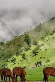 Walking In The Paradise of Iran, The Summer Village of Su-e Chaleh in Masal / Here, Life Is In Motion, With Mist, Horses, and Meadows 😍 + Video