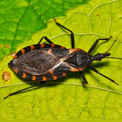 5 Myths About Kissing Bugs That Could Put You in Danger