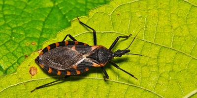5 Myths About Kissing Bugs That Could Put You in Danger
