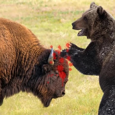 (Video) Wildlife Documentary / Nature Secrets: A Breath-Taking Battle Between a Grizzly Bear and a Bison