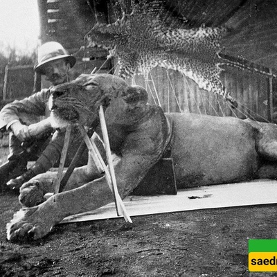 Human Hair Found in the Mouths of Two Lions Killed Around a Century Ago + Photos
