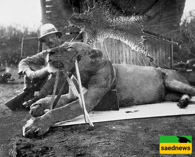Human Hair Found in the Mouths of Two Lions Killed Around a Century Ago + Photos