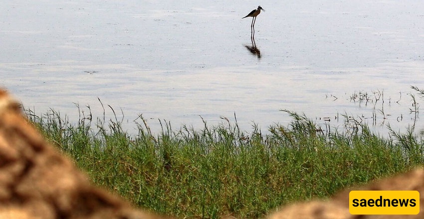 Shadegan