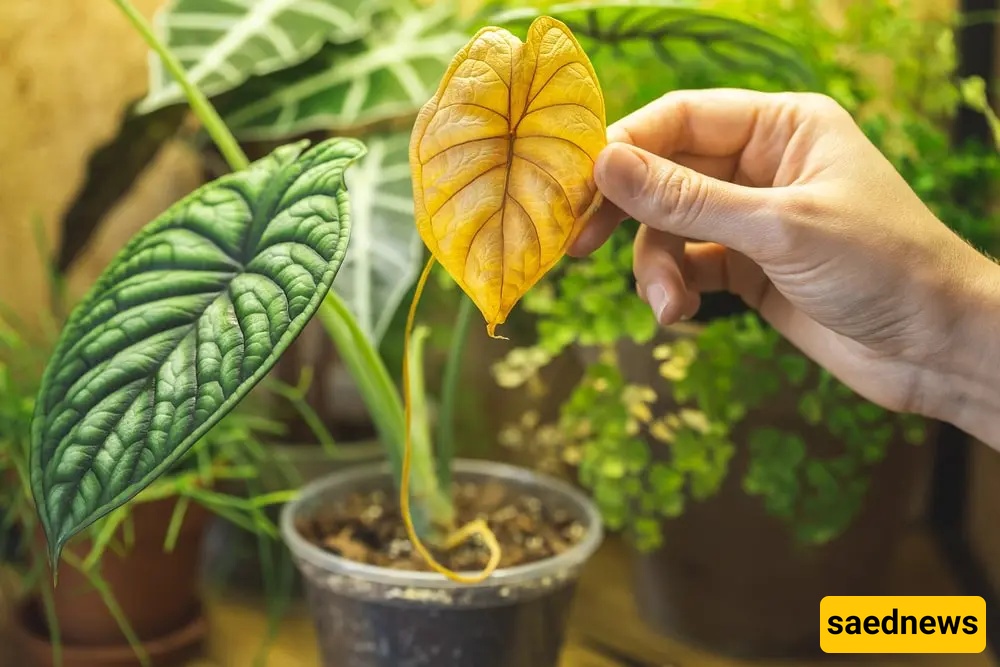 plant