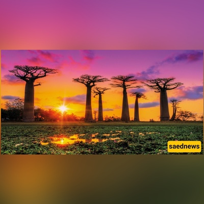 Madagascar’s Wildest Sights: From Giant Baobabs to Lemurs You’ve Never Seen