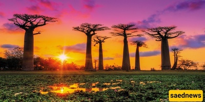 Madagascar’s Wildest Sights: From Giant Baobabs to Lemurs You’ve Never Seen