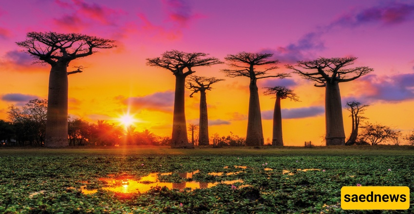 Madagascar’s Wildest Sights: From Giant Baobabs to Lemurs You’ve Never Seen