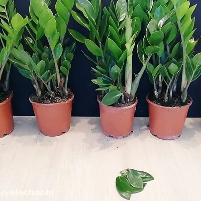 Easy and Quick Method to Propagate and Cut Zamfolia + Video