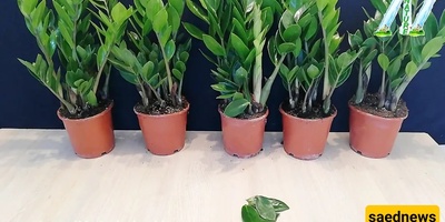 Easy and Quick Method to Propagate and Cut Zamfolia + Video