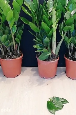 Easy and Quick Method to Propagate and Cut Zamfolia + Video