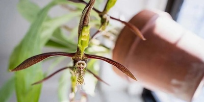 Incredible Orchid Pollination Mechanism