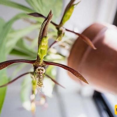 Incredible Orchid Pollination Mechanism