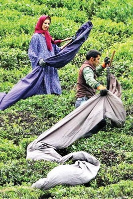 VIDEO: Tea harvest in Iran's Gilan!
