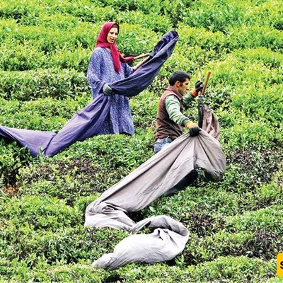 VIDEO: Tea harvest in Iran's Gilan!