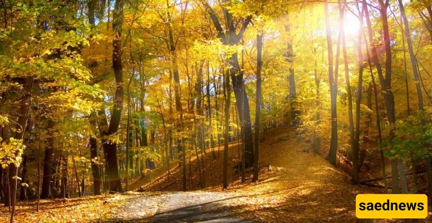  Abr Forest