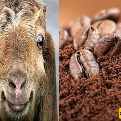 A Historical Tale: How Goats Discovered Coffee — The Herd That Stayed Awake All Night!