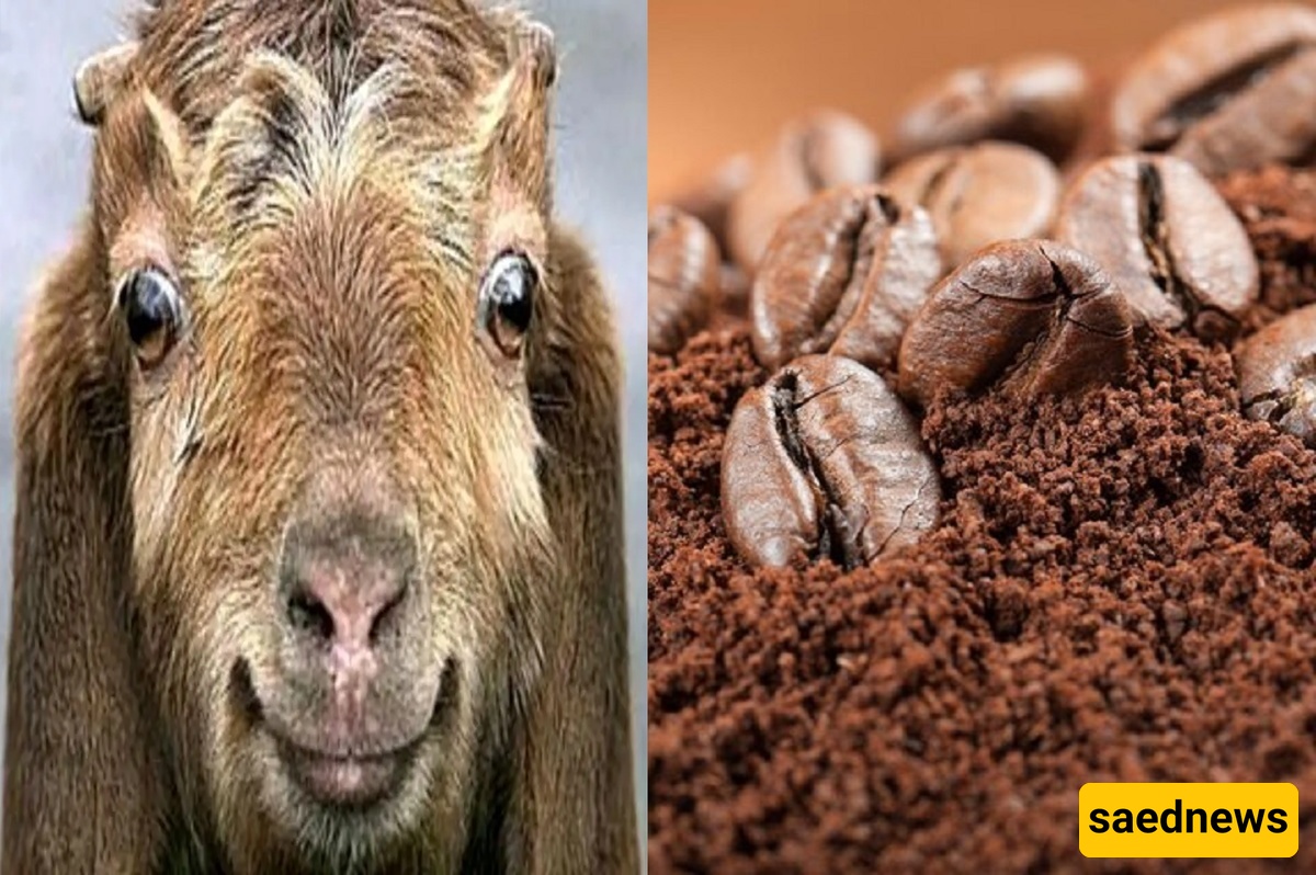 A Historical Tale: How Goats Discovered Coffee — The Herd That Stayed Awake All Night!