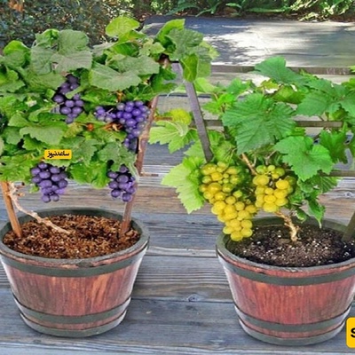 How to Plant a Grape Bush in a Pot