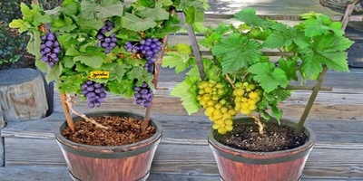 How to Plant a Grape Bush in a Pot