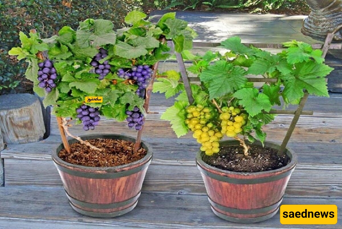 How to Plant a Grape Bush in a Pot