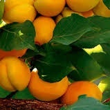 Apricot Cultivation and Care!