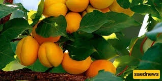 Apricot Cultivation and Care!