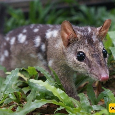 Relentless Mating May Be Causing Quolls to Die Young