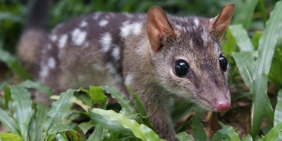 Relentless Mating May Be Causing Quolls to Die Young