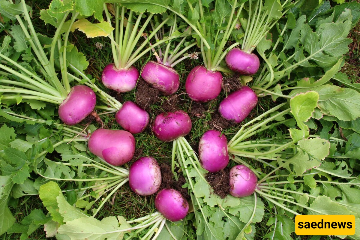 Turnips 