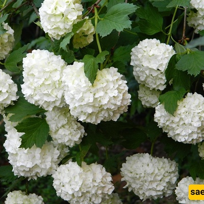 How to Grow and Care for the Viburnum Shrub