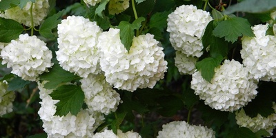 How to Grow and Care for the Viburnum Shrub