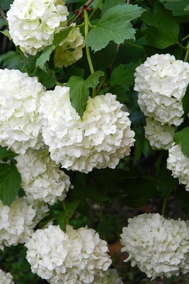 How to Grow and Care for the Viburnum Shrub