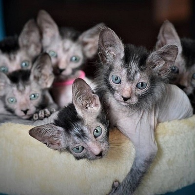 Ugly Cats That Cost More Than 40 Million Tomans
