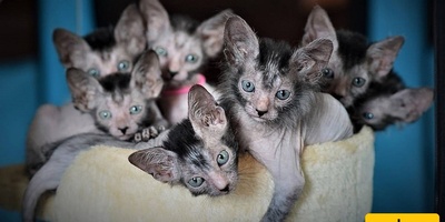 Ugly Cats That Cost More Than 40 Million Tomans