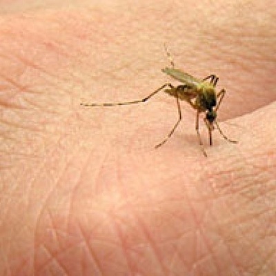 When Does an Insect Bite Become Dangerous?