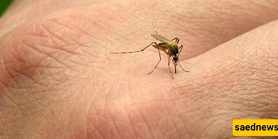 When Does an Insect Bite Become Dangerous?