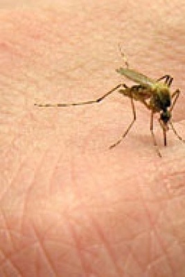 When Does an Insect Bite Become Dangerous?