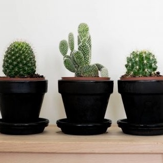 Watering and Care Guidelines for Different Types of Cacti at Home