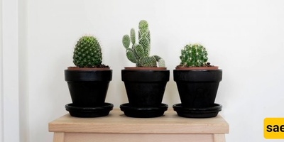 Watering and Care Guidelines for Different Types of Cacti at Home