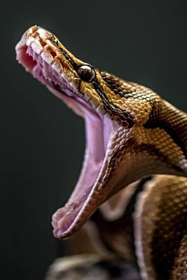 Wildlife Documentary: Python Rescue Operation (Video)