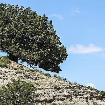 What Is the Aras Morad Juniper Tree and Where Is It? + Photos of Iran’s Oldest Tree