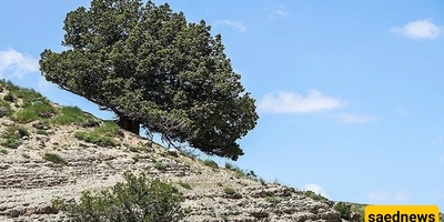What Is the Aras Morad Juniper Tree and Where Is It? + Photos of Iran’s Oldest Tree