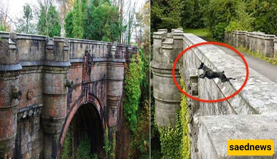 Dog Suicide Bridge in Scotland