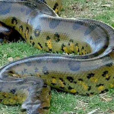 Incredible Discovery: Giant 8-Meter, 250-Kilogram Snake Found in a Factory + Photos